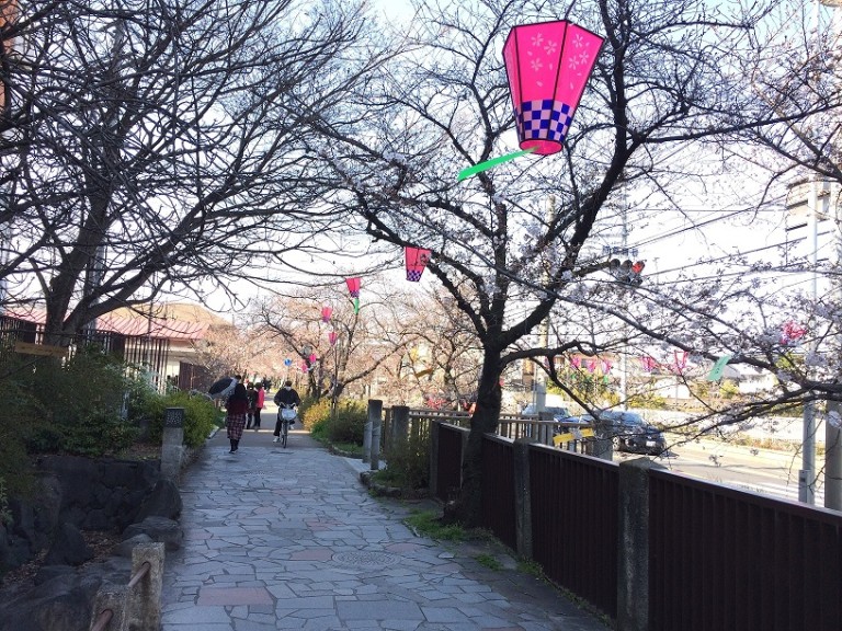 玉串川沿い桜