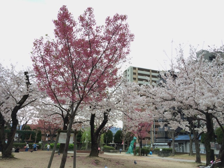 桜の季節のかいじゅう公園