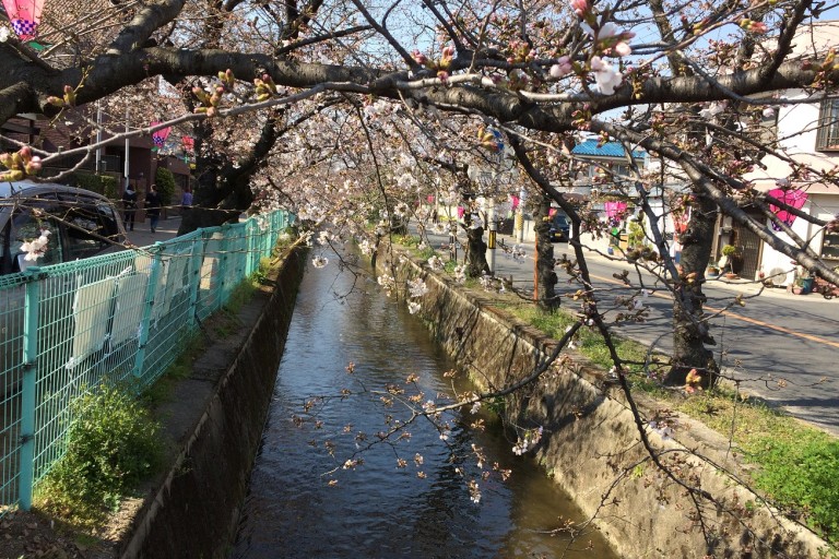 玉串川沿い桜