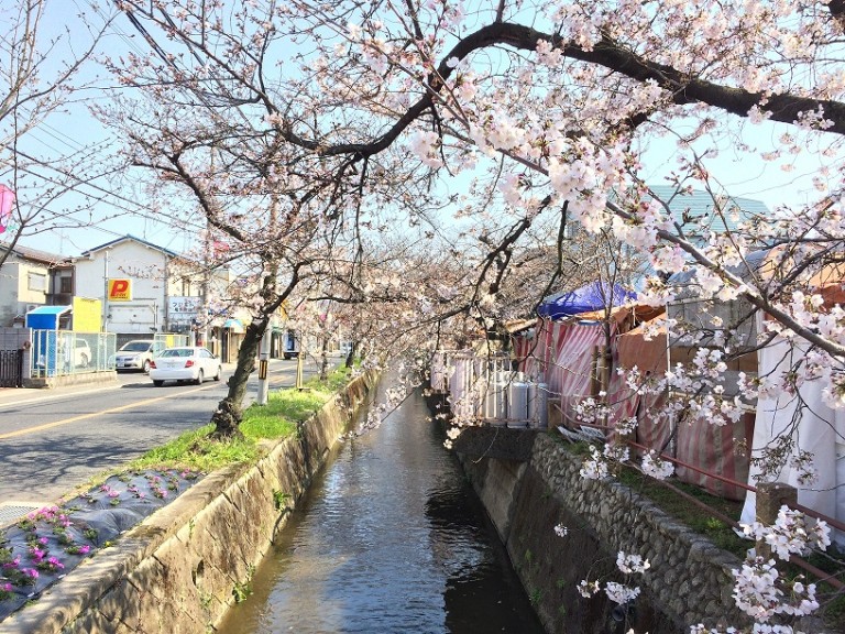 玉串川沿い桜