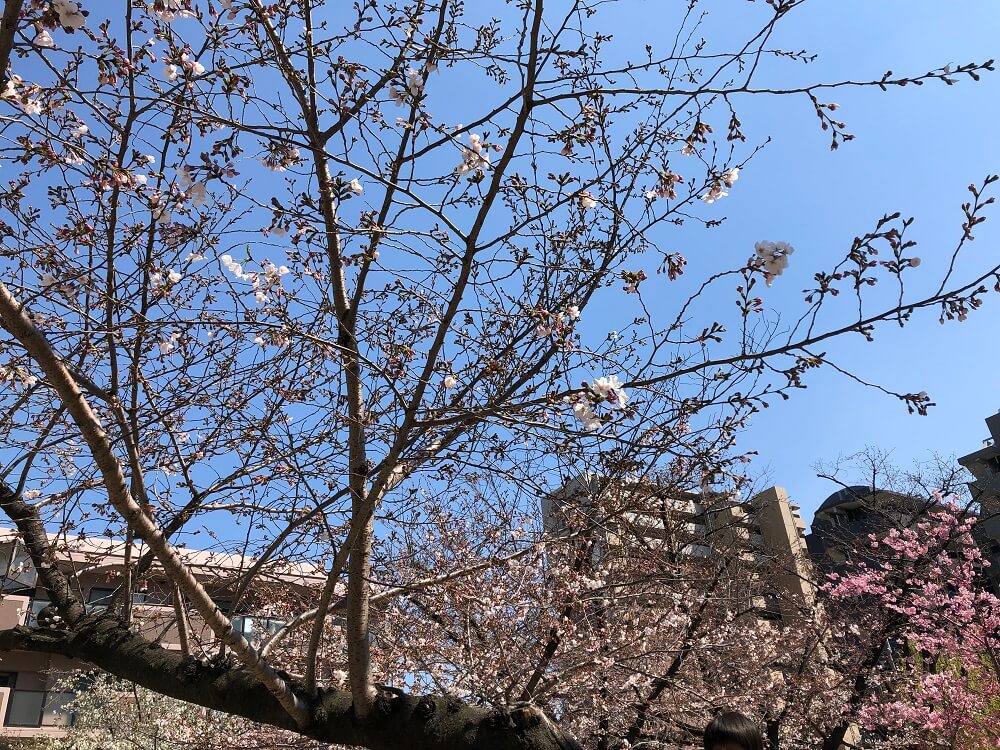 かいじゅう公園の桜