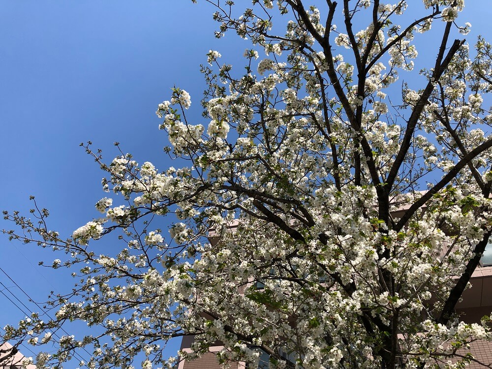 かいじゅう公園の桜