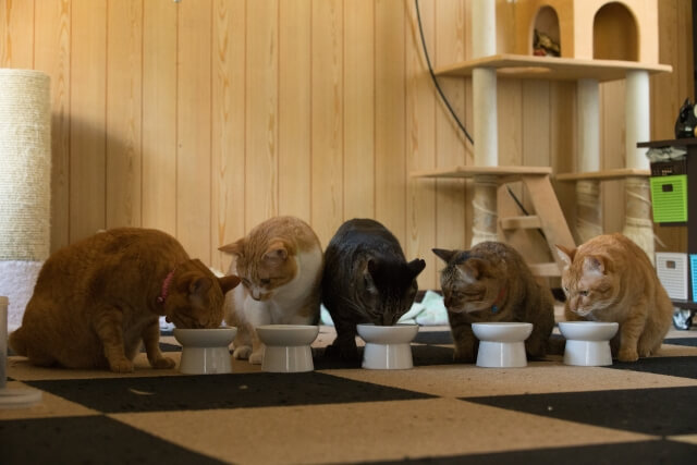 八尾市 北本町にある人気の猫カフェ ねこも が閉店 かわいい猫ちゃんに癒されたい方は6月9日までにお店へ 号外net 八尾
