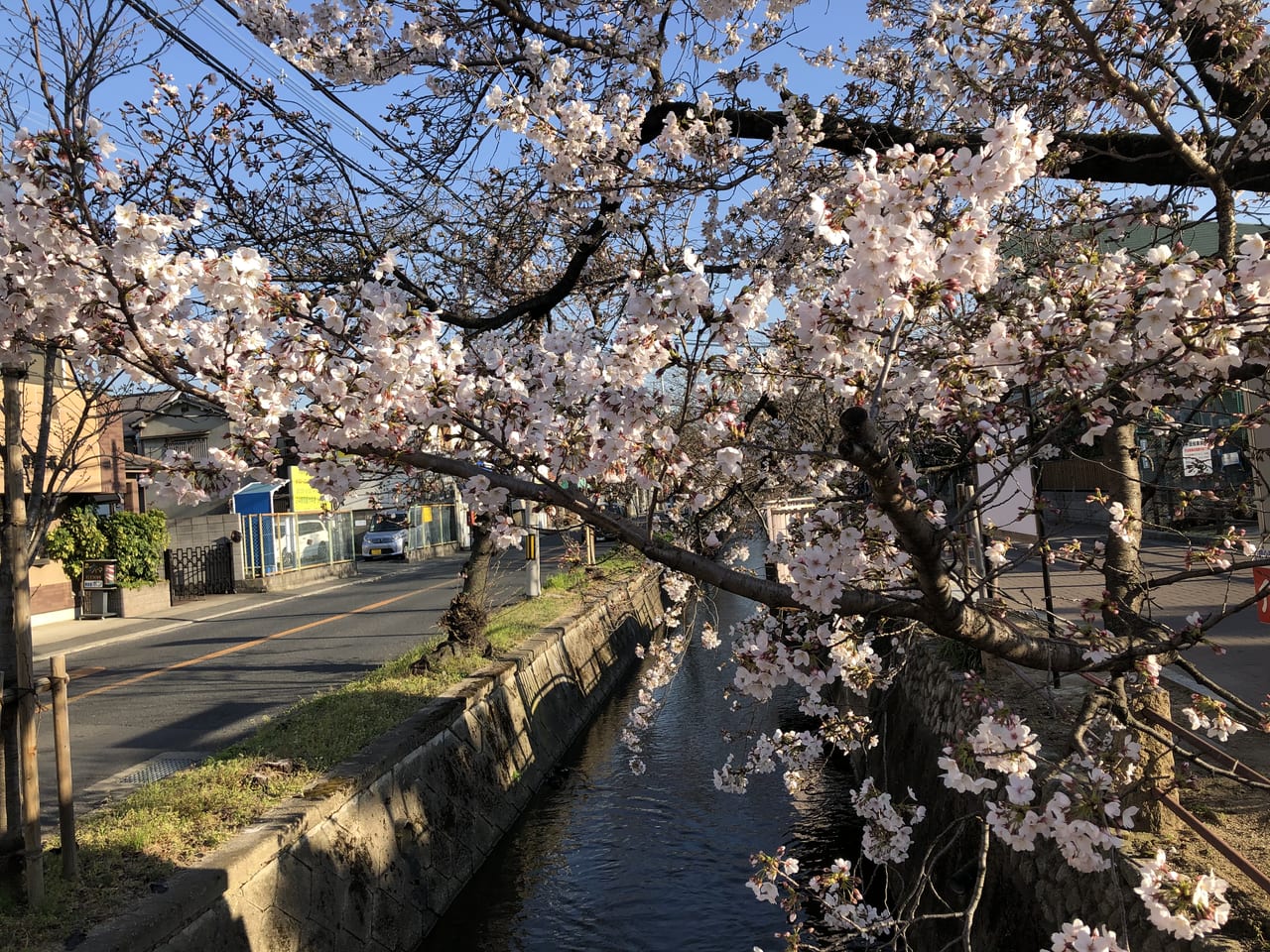 玉串川沿いの桜