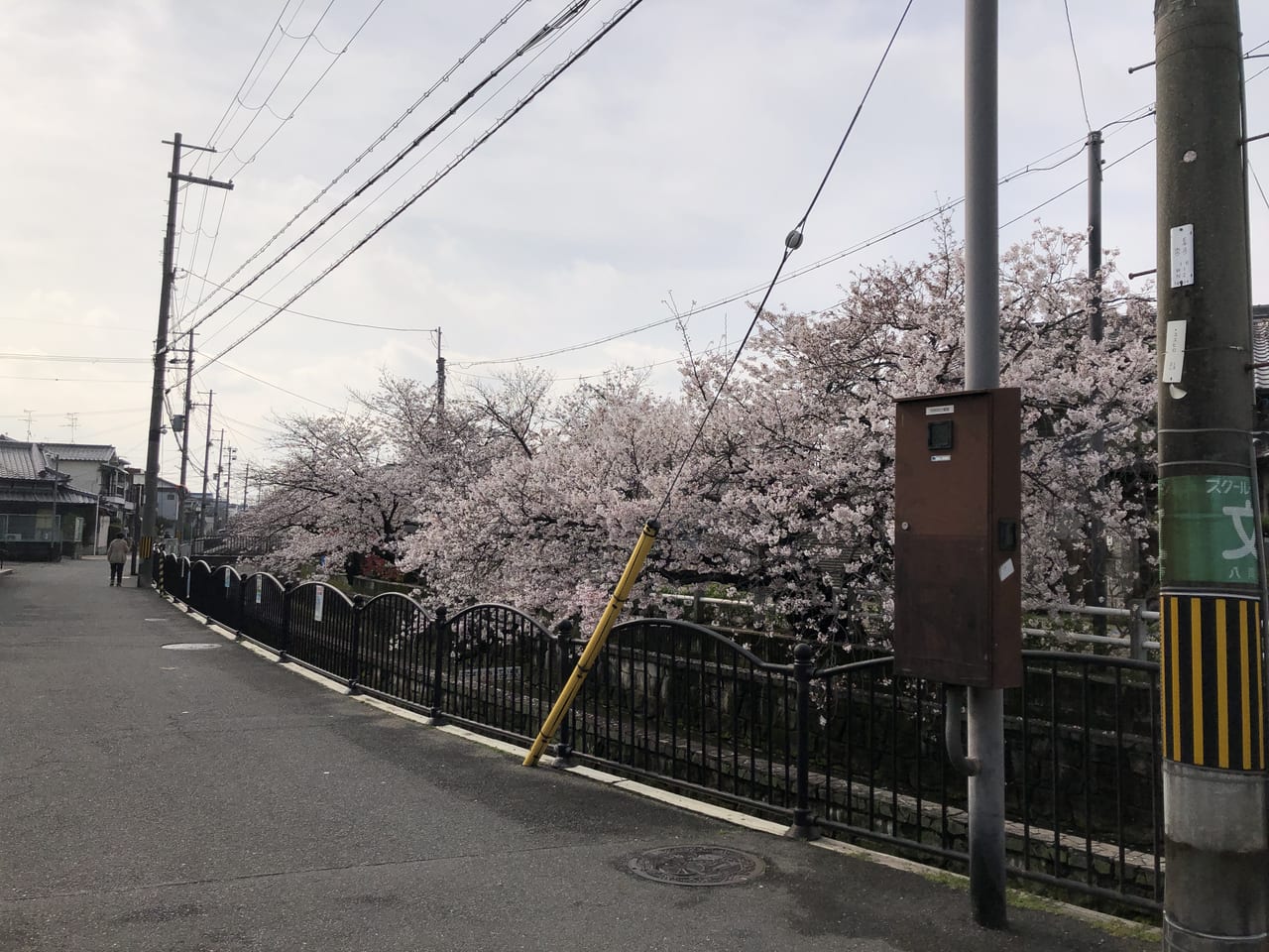 長瀬川の桜