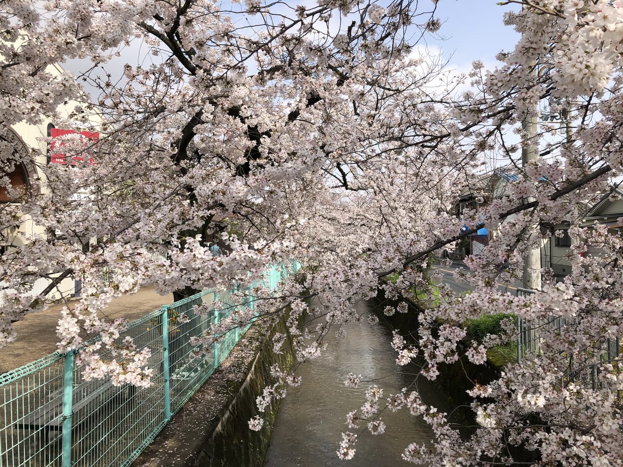 玉串川の桜
