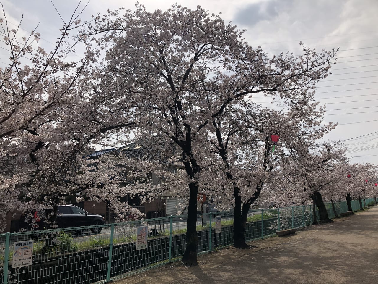 玉串川の桜