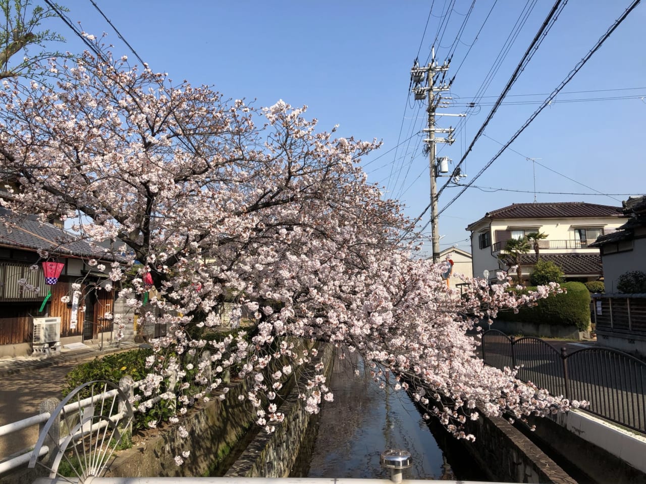 長瀬川沿いの桜