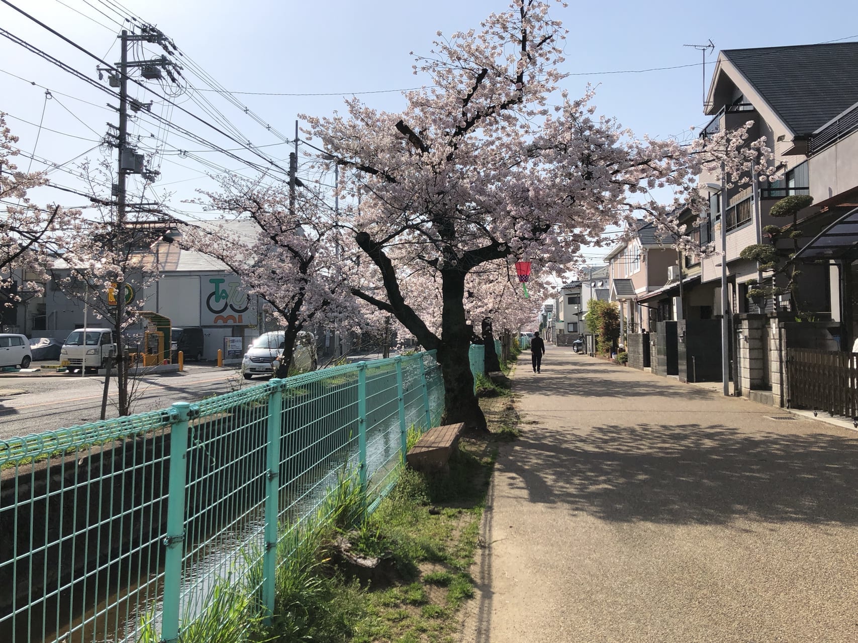 玉串川沿いの桜