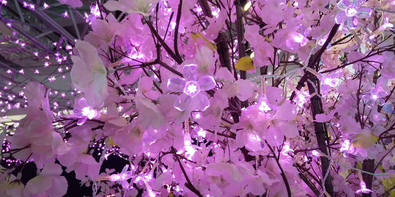 八尾市 アリオ八尾で桜が満開 とってもきれいな さくらのイルミネーション 実施中 木製スライダーも再開 号外net 八尾