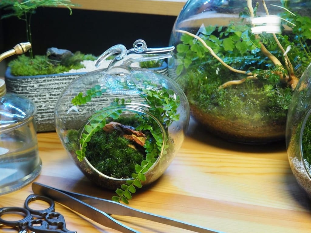 苔テラリウム