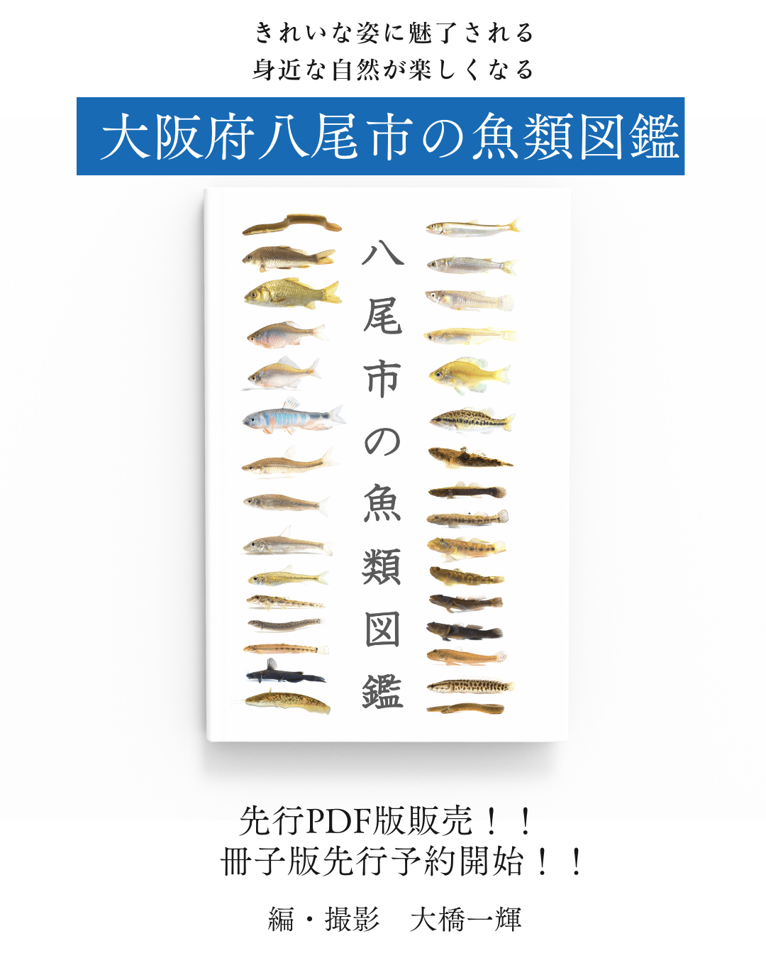 八尾市の魚類図鑑