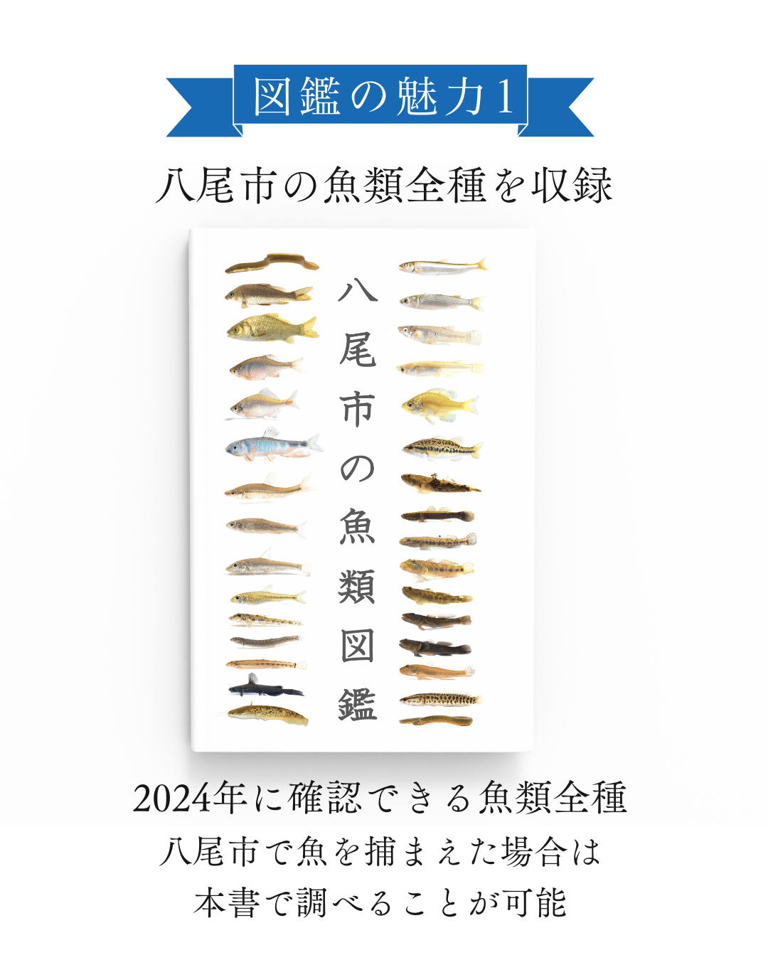 八尾市の魚類図鑑