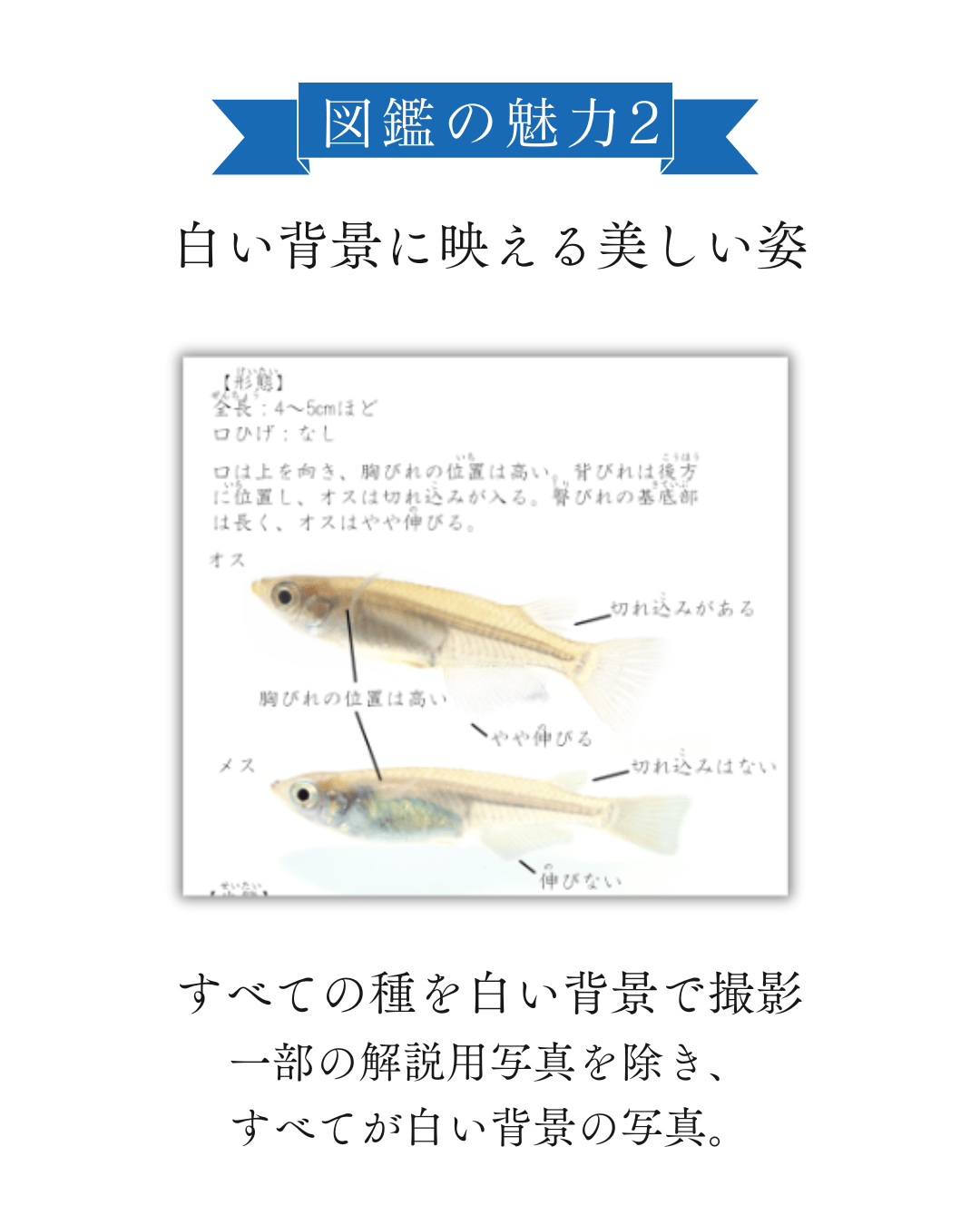 八尾市の魚類図鑑