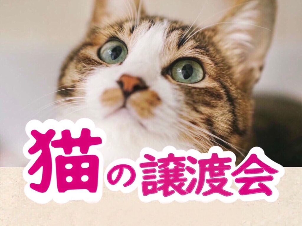 ねこの譲渡会