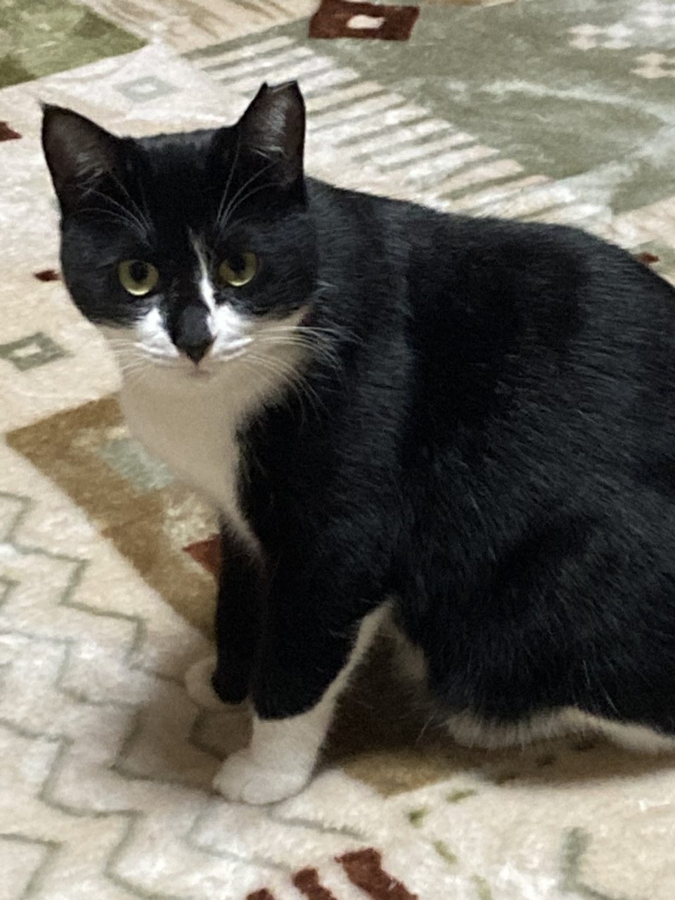 保護猫