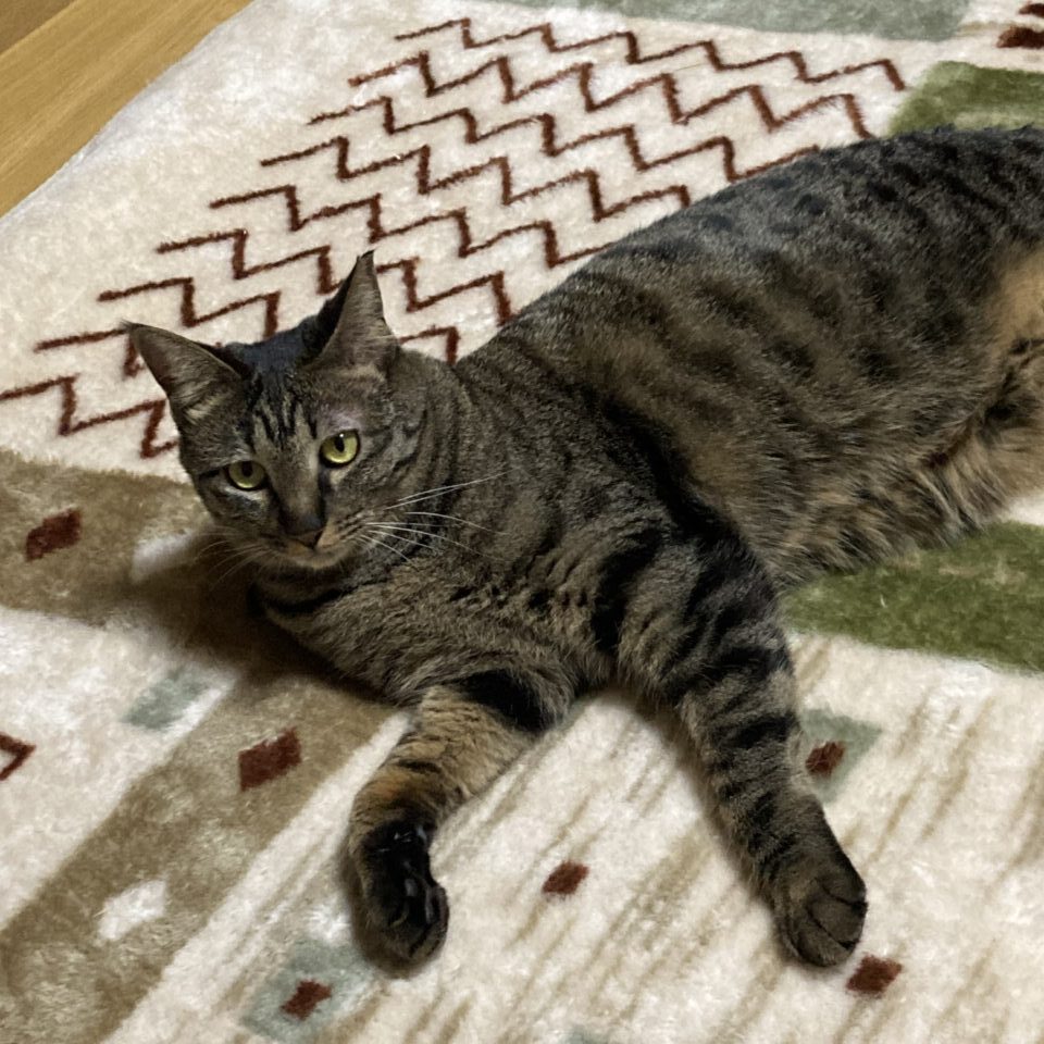 保護猫