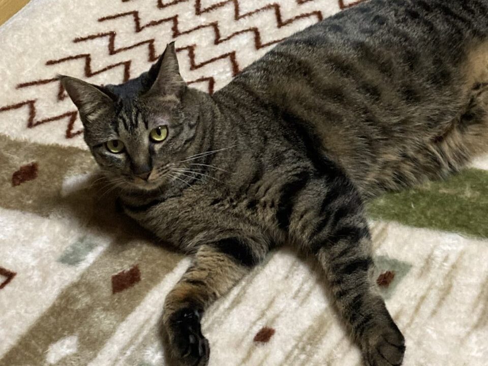 保護猫