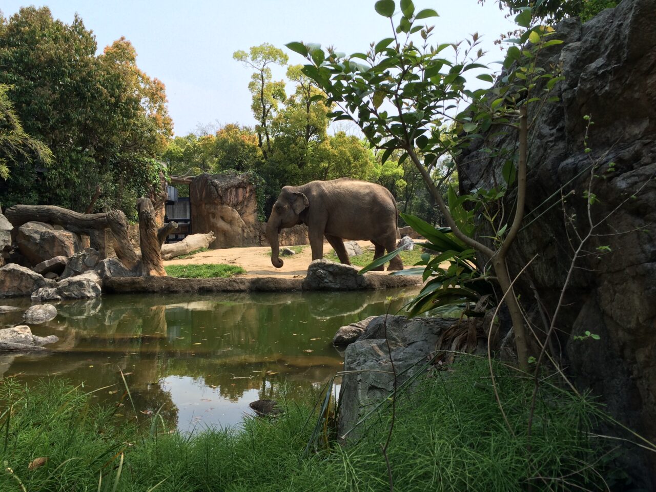 天王寺動物園のゾウ