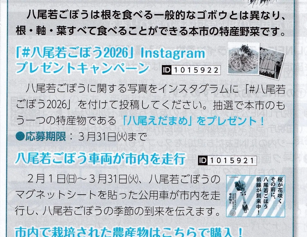 八尾若ごぼう2026