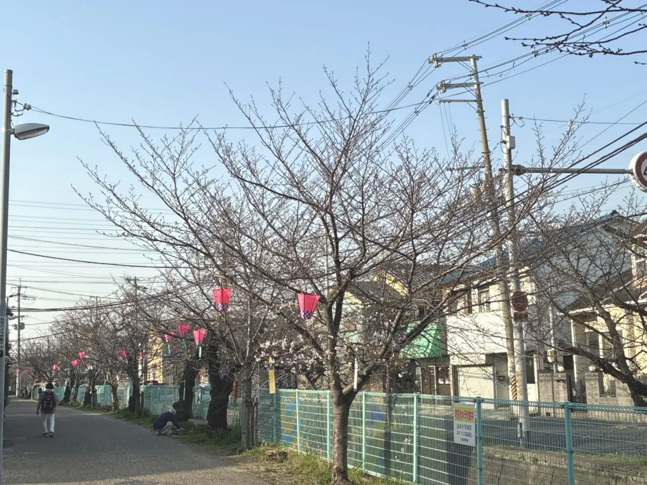 玉串川沿いの桜