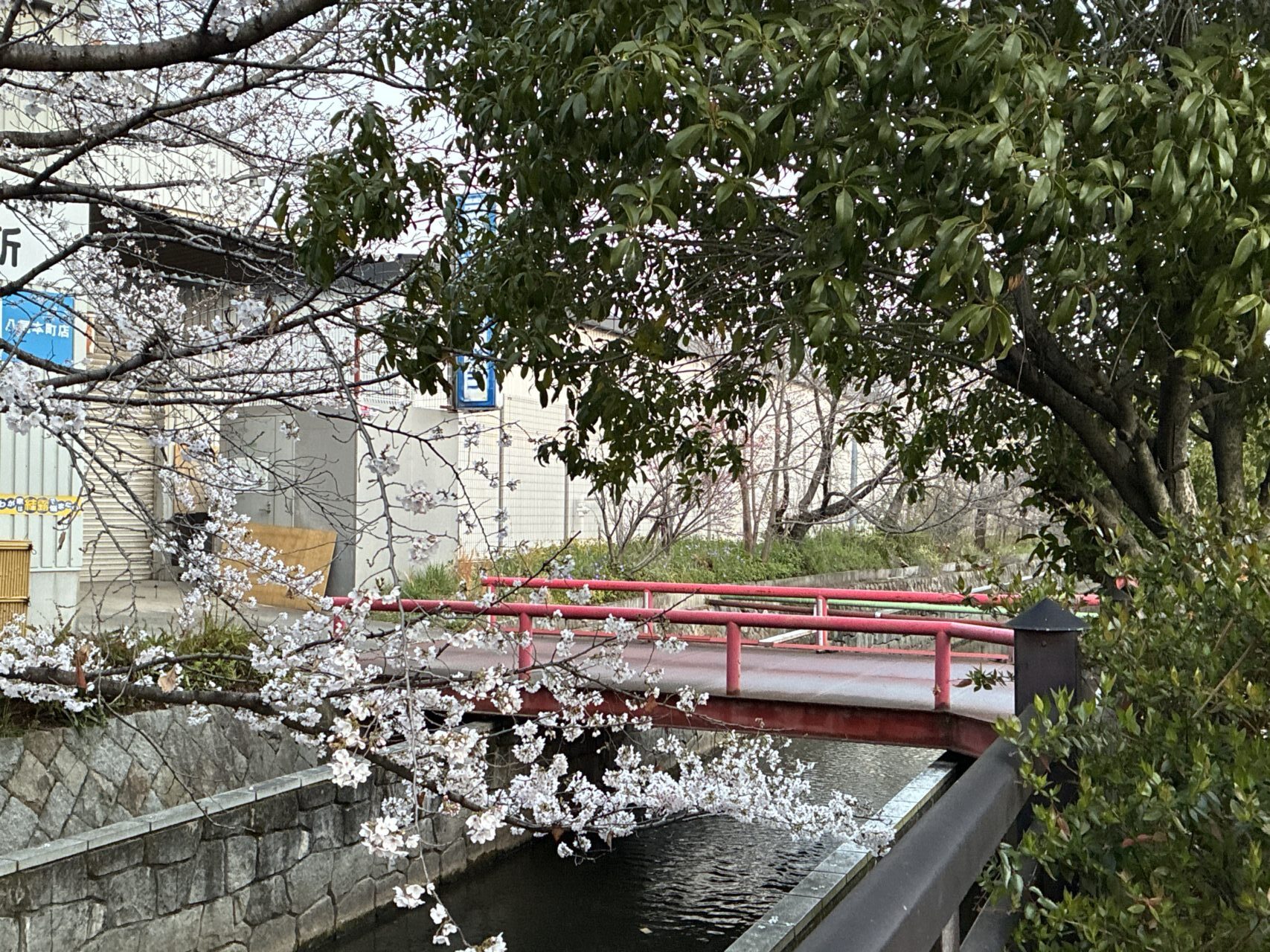 長瀬川の桜